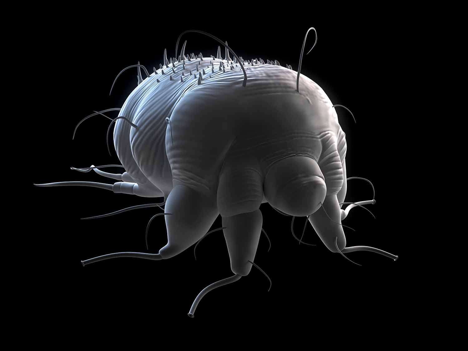 گال | scabies disease